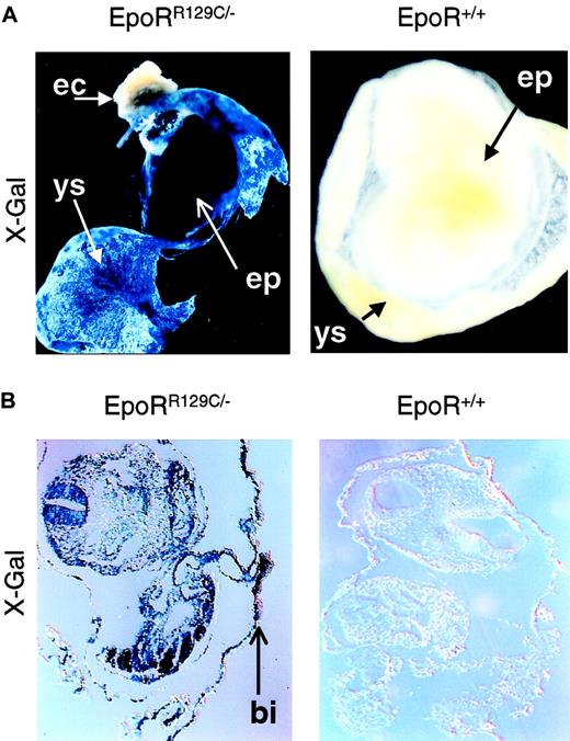 Fig. 4. Generation of chimeric embryos with EpoRR129C/− ES cells. / EpoRR129C/− ES cells were injected into the early blastocysts. X-Gal staining of chimeric embryos shows high level of chimerism in both intra-embryonic (EP, embryo proper) and extra-embryonic tissue (YS, yolk sac) (top left). No expression is apparent in maternally derived tissues such as in the ectoplacental cone (EC). Histologic sections confirmed the presence of specific blue staining in the EpoRR129C/− embryos, especially in the YS blood islands (BI, bottom left). No X-Gal staining can be detected in stage-matched, noninjected chimeric embryos (right). Original magnifications, ×10.