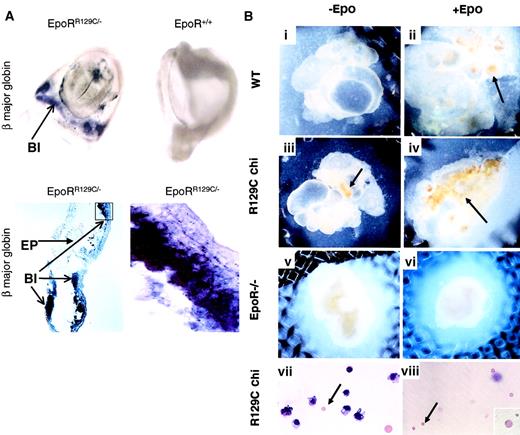 Fig. 5. Constitutively active form of EpoR induces premature expression of the adult β major globin gene and production of EryD. / (A) E8.25 chimeric embryos injected with EpoRR129C/− ES cells show high level of adult β major globin expression in the YS blood islands (BI) by whole-mount in situ hybridization (top left). In contrast, β major expression is absent in embryos injected with WT or EpoR−/− blue ES cells or stage-matched noninjected controls (top right). Original magnifications, top panels, ×10. Histologic sections from EpoRR129C/− chimeric embryos show positive staining of β major expression in the blood islands (lower panels). No signal can be detected in the embryonic tissues (EP) or when probes derived from sense strand of β major globin cDNA fragment were used on matching samples (data not shown). Original magnification, bottom left, × 20; bottom right, × 100. (B) In vitro organ culture experiments (i-viii). E8 YS isolated from chimeric (chi) embryos injected with EpoRR129C/− ES cells were cultured with or without Epo (iii-iv). Epo-independent erythropoiesis (arrows) could be observed in cultures even without Epo (iii). When cultured YS in (iii) were dissociated and stained with Wright-Giemsa, the presence of enucleated erythrocytes (arrow), corresponding to mature definitive RBCs, was clearly evident. As controls, no mature erythrocytes were formed in the WT YS cultures without exogenous Epo (i), and no erythropoiesis could be detected when EpoR−/− YS were parallel cultured (v-vi). E8.5 YS from chimeric embryos without culturing also contained mature EryDs (viii). Original magnifications, panels i-vi, × 10; panels vii-viii, × 20; 2 insets, × 100.