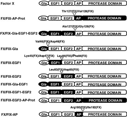 Fig. 1. Schematic representation of FX chimera constructs. / There are 8 recombinant chimeric proteins. The protein domains are as follows: γ-carboxy glutamic acid rich (Gla), epidermal growth factor-like (EGF1 and EGF2), activation peptide (AP), and protease. FX and domains of FX are in white, whereas FIX domains are in black. Within the chimeras, numbers indicate the specific adjacent residues from FIX and FX that comprise the exchange sites.
