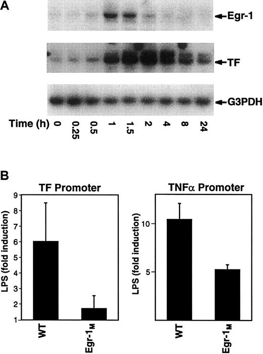 Fig. 5. Regulation of TF and TNF-α by Egr-1. / (A) Total RNA was isolated from THP-1 cells stimulated with LPS (0-24 hours). Levels of Egr-1, TF, and G3PDH mRNA were determined by Northern blotting. (B) THP-1 cells were transfected with plasmids containing either the wild-type TF promoter (wt) or an Egr-1 mutant (Egr-1M) as well as the wild-type TNF-α promoter (wt) or an Egr-1M. Transfected cells were incubated with or without LPS for 5 hours at 37°C. Luciferase activity in cell lysates was determined, and the results were expressed as fold induction. Data (mean ± SD) are from at least 3 independent experiments.