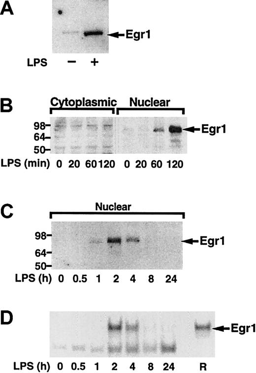 Fig. 6. LPS induction of Egr-1 expression in human monocytes and THP-1 cells. / (A) Nuclear extracts were prepared from adherent human monocytes with or without LPS (100 ng/mL) stimulation for 2 hours. Proteins were separated by SDS-PAGE and Egr-1 detected by Western blotting using anti–Egr-1 antibody. (B) THP-1 cells were stimulated with LPS (10 μg/mL) for various times (0-2 hours), and cytoplasmic and nuclear extracts were prepared. Egr-1 was detected by Western blotting. (C) THP-1 cells were stimulated with LPS for various times (0-24 hours). Egr-1 was detected in nuclear extracts by Western blotting. (D) EMSAs were performed using nuclear extracts and a radiolabeled oligonucleotide containing an Egr-1 site. Recombinant human Egr-1 (R) was used as a control.