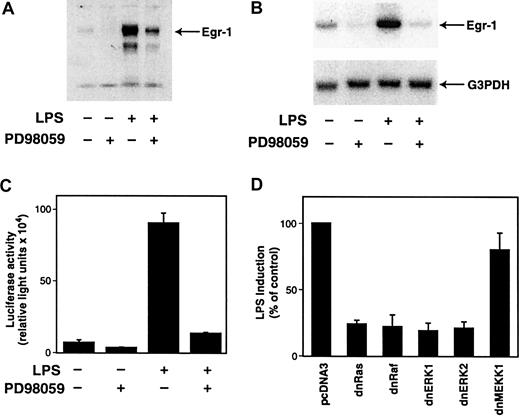 Fig. 7. LPS induction of Egr-1 expression is mediated by the Ras-Raf-MEK-ERK pathway. / (A) THP-1 cells were preincubated with PD98059 (25 μM) for 30 minutes prior to stimulation with LPS for 2 hours. Nuclear extracts were analyzed by Western blotting using an anti–Egr-1 antibody. (B) Total RNA was extracted from THP-1 cells that were unstimulated or stimulated with LPS (10 μg/mL) for 1 hour at 37°C with or without PD98059 (25 μM). Egr-1 mRNA levels were determined by Northern blotting using a radiolabeled human Egr-1 cDNA probe. The membrane was reprobed with a G3PDH probe as a measure of loading. (C) THP-1 cells were transiently transfected with pEgr-1–LUC (3 μg). After transfection, cells were preincubated in the presence or absence of PD98059 (25 μM) for 30 minutes before incubation with or without LPS for 5 hours at 37°C. Luciferase activity in cell lysates was determined, and results were expressed as fold induction (n = 3). (D) THP-1 cells were cotransfected with pEgr-1–LUC (1.5 μg) and either pcDNA3 (5.5 μg) or plasmids expressing a dominant-negative version of Ras, Raf-1, ERK1, ERK2, or MEKK-1. Transfected cells were treated with or without LPS for 5 hours at 37°C. Luciferase activity in cell lysates was determined, and results were expressed as percentage of control induction (n = 3).