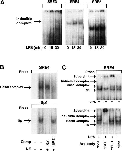 Fig. 9. LPS increases binding of nuclear proteins to SRE3, SRE4, and SRE5 in the Egr-1 promoter. / (A) Nuclear extracts were prepared from THP-1 cells stimulated with LPS for 0 to 30 minutes. An inducible complex was observed in EMSAs using radiolabeled oligonucleotides spanning SRE3, SRE4, and SRE5. (B) Nuclear extracts from unstimulated THP-1 cells were incubated with radiolabeled oligonucleotides containing SRE4 or an Sp1 site. A 50 × excess of unlabeled oligonucleotide was used as a competitor. (C) Nuclear extracts were prepared from THP-1 cells with or without LPS (10 μg/mL) for 30 minutes. Nuclear extracts from unstimulated (upper panel) or LPS-stimulated (lower panel) cells were incubated with SRE4. Supershift experiments were performed with antibodies against SRF, Elk-1, and p65.