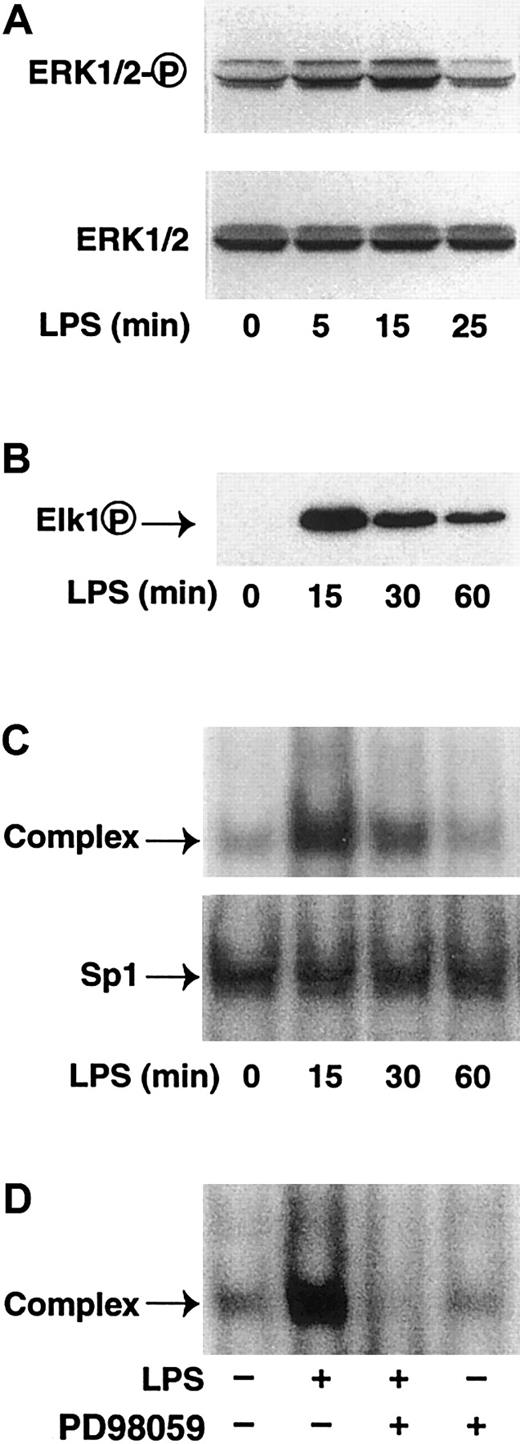 Fig. 10. LPS induces phosphorylation of Elk-1 in THP-1 cells. / (A) THP-1 cells were stimulated with LPS (10 μ/mL) for 0 to 25 minutes. Cytoplasmic extracts were prepared, and proteins were separated by SDS-PAGE. Western blot analysis was performed using antibodies against either phosphorylated or nonphosphorylated ERK1/2. (B) THP-1 cells were stimulated with LPS (10 μg/mL) for 0 to 60 minutes. Nuclear extracts were prepared, and proteins were separated by SDS-PAGE. Western blot analysis was performed using antibodies against phosphorylated Elk-1. (C) Nuclear extracts from LPS-stimulated THP-1 cells (0-60 minutes) were incubated with oligonucleotides containing SRE4 or Sp1 and protein-DNA complexes analyzed by EMSAs. (D) THP-1 cells were LPS-stimulated (15 minutes) with or without PD98059. Nuclear extracts were incubated with SRE4, and complexes were analyzed by EMSAs.