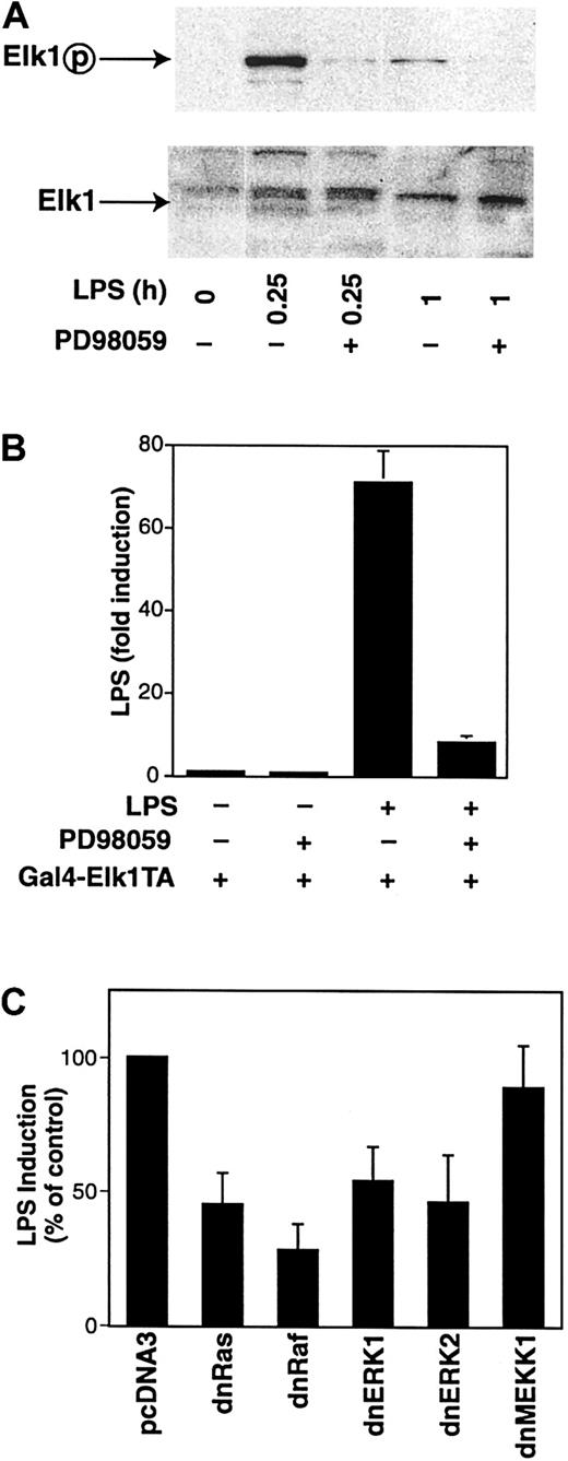 Fig. 11. LPS induces Elk-1–dependent transcription. / (A) Nuclear extracts were prepared from LPS-stimulated THP-1 cells with or without PD98059 (25 μM). Western blot analysis was performed using antibodies against either phosphorylated or nonphosphorylated Elk-1. (B) The pGAL4-LUC (3 μg) and pGAL4–Elk-1TA (3 μg) were cotransfected into THP-1 cells. Transfected cells were preincubated in the presence or absence with PD98059 (25 μM) for 30 minutes prior to incubation with or without LPS for 5 hours. Luciferase activity in cell lysates was determined, and results were expressed as fold induction. Data (mean ± SD) are shown for 3 independent experiments. (C) THP-1 cells were cotransfected with pGAL4–Elk-1TA (4.0 μg) and pGAL4-LUC (1.5 μg) together with either pcDNA3 (4.5 μg) or plasmids expressing a dominant-negative version of Ras, Raf-1, ERK1, ERK2, or MEKK-1. Transfected cells were treated with or without LPS for 5 hours. Luciferase activity in cell lysates was determined, and results were expressed as percentage of the control plasmid (pcDNA3).