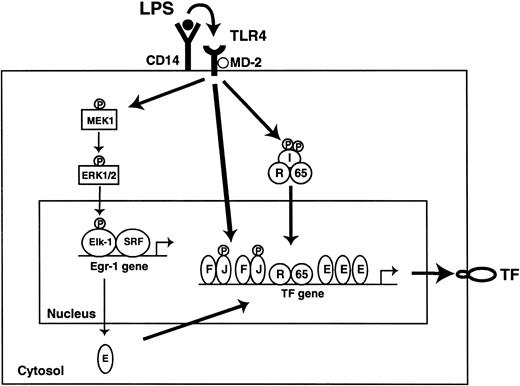 Fig. 12. LPS induction of the TF gene in monocytes. / Binding of LPS to the CD14 and TLR4/MD2 complex activates several intracellular signaling pathways that include ERK1/2, JNK, and NF-κB. The ERK1/2 pathway rapidly phosphorylates Elk-1 in an Elk-1/SRF complex that is bound to the Egr-1 promoter. We propose that newly synthesized Egr-1 binds to the TF promoter and, in association with AP-1 and c-Rel/p65, induces TF gene expression. JNK phosphorylates and activates AP-1 proteins. IKKβ phosphorylates inhibitor proteins, which allows nuclear translocation of c-Rel/p65. E indicates Egr-1; F, c-Fos; I, IκBs; J, c-Jun; R, c-Rel; 65, p65.