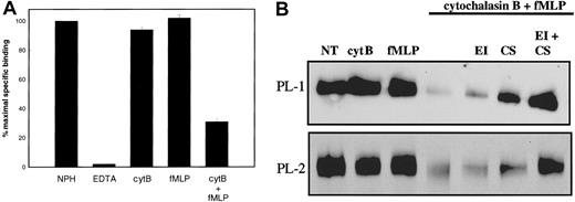 Fig. 1. Effect of neutrophil granule secretion on P-selectin binding. / (A) Specific binding of 125I-labeled P-selectin (1 μg/mL, final concentration) to unstimulated neutrophils (2 × 107/mL, final concentration) at 22°C was measured in the presence of 1 mM Ca++ (NPH) or 1 mM EDTA (EDTA). Neutrophils were stimulated for 15 minutes with 5 μg/mL cytochalasin B (cytB), 30 minutes with 0.1 μM fMLP, or sequentially with 5 μg/mL cytochalasin B then 0.1 μM fMLP (cytB+fMLP), washed, and resuspended at 2 × 107/mL before measuring binding of125I-labeled P-selectin in the presence of 1 mM Ca++. Results shown represent the mean and standard deviation of 3 separate experiments performed with different donors. (B) Neutrophils were treated as in panel A. Some samples were treated with elastase inhibitor (EI) or chymostatin (CS) alone or in combination before the addition of cytochalasin B and fMLP. All samples were lysed in buffer containing Triton X-100. Neutrophil lysates were electrophoresed on SDS–polyacrylamide gels, transferred to nitrocellulose, and probed with either PL-1 (upper panel) or PL-2 (lower panel). Data are representative of at least 3 experiments with different donors.