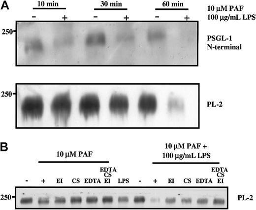 Fig. 2. Neutrophil granule secretion induced by PAF or LPS results in loss of PSGL-1 from the cell surface. / Purified neutrophils were treated with 10 μM PAF or 100 μg/mL LPS for the indicated times (A) or 60 minutes (B) at 37°C. Some incubations included elastase inhibitor or chymostatin or EDTA. Cells were pelleted and lysed in buffer containing proteinase inhibitors and Triton X-100 as described in “Materials and methods.” Neutrophil lysates were electrophoresed on SDS–polyacrylamide gels, transferred to nitrocellulose, and probed with either polyclonal anti–PSGL-1 N-terminal antibody or PL-2 as indicated. Data are representative of at least 3 experiments with different donors.
