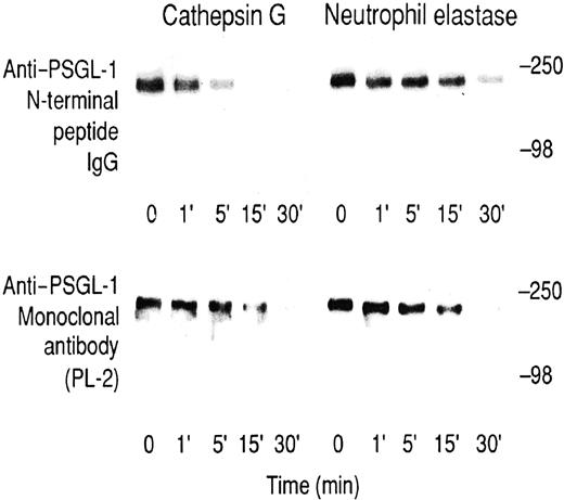 Fig. 4. Digestion of KG1a lysates. / Time course for the digestion of KG1a lysates with cathepsin G (left panels) or neutrophil elastase (right panels) at a final concentration of 20 μg/mL. Upper panels were immunoblotted with rabbit anti–PSGL-1 N-terminal peptide IgG, and lower panels were immunoblotted with the anti–PSGL-1 monoclonal antibody PL-2. Blots were visualized using the ECL method. Prestained molecular weight markers are myosin (250 kd) and bovine serum albumin (98 kd).