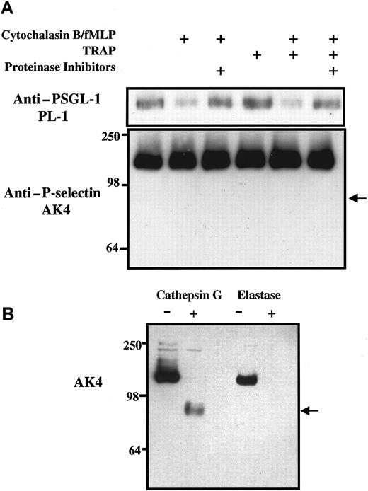 Fig. 5. Effect of neutrophil granule secretion and platelet activation on levels of PSGL-1 and P-selectin in lysates of platelet-neutrophil suspensions. / (A) Purified and washed human platelets and neutrophils were resuspended in Tyrode buffer, pH 7.4, and were mixed together in a ratio of approximately 50:1 in Tyrode buffer alone or containing 5 μg/mL cytochalasin B, 0.1 μM fMLP, or 62.5 μM TRAP as shown. Some incubations were preincubated with a proteinase inhibitor cocktail that included 0.1 mM elastase inhibitor and chymostatin. After incubation at 22°C for 15 minutes, platelet-neutrophil suspensions were pelleted and treated with the proteinase inhibitor cocktail containing 1% Triton X-100. Aliquots of lysates were eluted on 7.5% SDS–polyacrylamide gels, transferred to membranes, and subjected to Western blot analysis using monoclonal antibodies against either P-selectin (AK4) or PSGL-1 (PL-1). The arrow indicates the expected position of the P-selectin fragment recognized by AK4 if P-selectin had been digested by cathepsin G. Data are representative of at least 3 experiments with different donors. (B) Purified125I-labeled P-selectin was treated for 1 hour with purified human elastase or cathepsin G, eluted on 7.5% SDS–polyacrylamide gels, transferred to membranes, and subjected to Western blot analysis using monoclonal antibody against P-selectin (AK4).