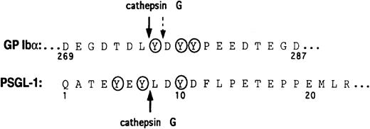 Fig. 6. Amino acid sequences of GP Ibα and the N-terminus of PSGL-1. / The cathepsin G cleavage sites are shown with arrows. A secondary cathepsin G cleavage site in GP Ibα is indicated by the broken arrow. Tyrosine sulfation sites are circled.