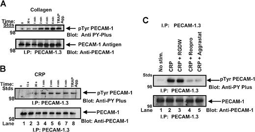 Fig. 1. Aggregation-dependent and -independent mechanisms of induction of PECAM-1 tyrosine phosphorylation. / PECAM-1 was immunoprecipitated from human platelets under resting conditions or after stimulation with TRAP (7 μM); (A) collagen (10 μg/mL) (0-6 minutes); (B) CRP (2 μg/mL) (0-6 minutes); and (C) no stimulation, 2 μg/mL CRP alone for 2 minutes, 2 μg/mL CRP + 0.5 mM RGDW, 2 μg/mL CRP + 20 μg/mL c7E3 Fab (Reopro), or 2 μg/mL CRP + 500 nM Aggrastat. All αIIbβ3 blockers were pre-incubated with washed platelets for 10 minutes before CRP stimulation for 2 minutes at 37°C with stirring. Proteins were separated on SDS-PAGE and immunoblotted for anti-phosphotyrosine content using an HRP-conjugated 4G10 anti-phosphotyrosine antibody. The presence of PECAM-1 antigen was confirmed by reprobing with polyclonal anti–PECAM-1 antibody, SEW16.