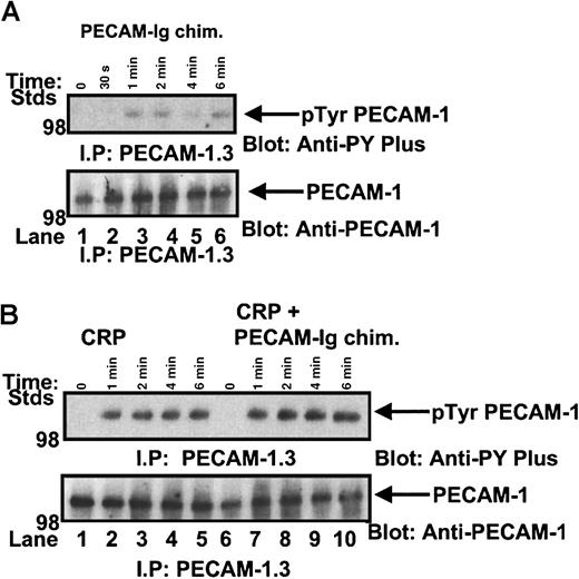 Fig. 2. Recombinant human PECAM-1–immunoglobulin chimera can induce tyrosine phosphorylation of PECAM-1. / (A) IV.3-treated washed platelets were stirred in the presence of 40 μg/mL recombinant human PECAM-1–immunoglobulin chimera for 0 to 6 minutes. Platelet lysates were precleared with Protein G–Sepharose beads, PECAM-1 immunoprecipitated, separated by SDS-PAGE, and immunoblotted for anti-phosphotyrosine content using an HRP-conjugated 4G10 anti-phosphotyrosine antibody. The presence of PECAM-1 antigen was confirmed by reprobing with polyclonal anti–PECAM-1 antibody SEW16. (B) PECAM-1 was immunoprecipitated from human platelets under resting conditions or after stimulation with CRP (2 μg/mL) (0-6 minutes) and 2 μg/mL CRP + 40 μg/mL recombinant human PECAM-1–immunoglobulin chimera (0-6 minutes). Proteins were separated on SDS-PAGE and immunoblotted for anti-phosphotyrosine content using an HRP-conjugated 4G10 anti-phosphotyrosine antibody. The presence of PECAM-1 antigen was confirmed by reprobing with polyclonal anti-PECAM-1 antibody SEW16.