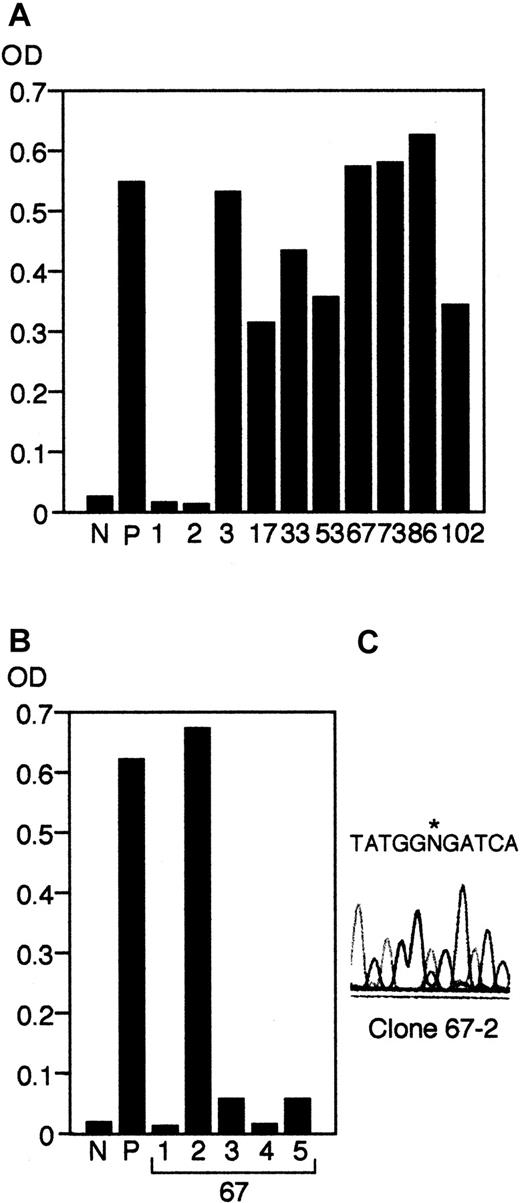 Fig. 4. Screening of anti–HSV antibody–producing cells. / Supernatants from the first round (A) and the second round (B) of limiting dilution using EBV-transformed LCLs established from the patient were collected and screened by a Herpes Simplex IgG detection kit as described in “Materials and methods.” OD at 450 nm was measured in both experiments. N, negative control; P, positive control. (C) Sequence analysis of the positive clone (clone 67-2) after the second round of limiting dilution, indicating that the clone was of host origin. An asterisk indicates the position of the paternal mutation.
