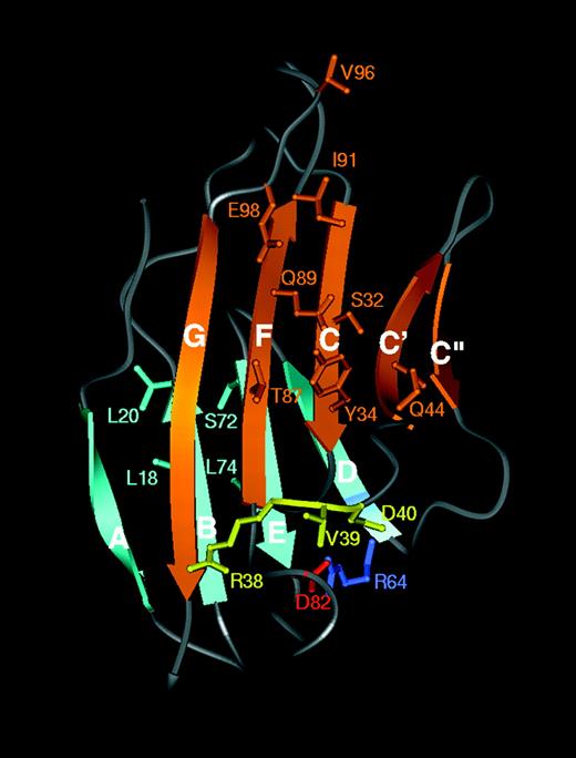 Fig. 3. Molecular model of the N-terminal IgV set domain of human CEACAM1/BGP. / Ribbon diagram of the N-terminal domain of CEACAM1 showing the predicted homophilic interface. The β strands are labeled A to G according to convention. The GFCC′C" face is in gold and the ABED face is in cyan. The mutated amino acids analyzed in the adhesion assays are indicated on the model according to the one-letter amino acid code. Particularly noticeable are the amino acids in CC′ and FG loops, which protrude from the IgV domain. The conserved intradomain salt bridge R64 (light blue) and D82 (red) can be clearly seen to link the base of the D and F strands.