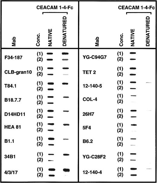 Fig. 4. The identification of conformational-dependent and -independent MAbs. / Samples (100 μL) of either untreated (native) or SDS/β-mercaptoethanol and boiled (denatured) CEACAM1-4-Fc soluble recombinant proteins at concentrations of 100 ng/100 μL (1) and 10 ng/100 μL (2) were slot blot transferred onto immobilon-PVDF membranes and their reactivities with the CD66/CEACAM MAbs determined as described in “Materials and methods.” NCAM(D1-7)-Fc was used as a negative control and did not bind the CD66/CEACAM MAbs (data not shown). This experiment was repeated at least twice for each MAb.