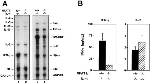 Fig. 1. Reduced IFN-γ production by NFAT1−/−IL-4−/− T-helper cells. / (A) NFAT1−/− IL-4−/− T cells show diminished levels of IFN-γ mRNA. CD4+ T cells from NFAT1+/+ IL-4−/− and NFAT1−/−IL-4−/−mice were cultured for 4 days with anti-CD3 and IL-2, rested for 48 hours, and restimulated with anti-CD3. Differentiation and restimulation were performed under neutral conditions, without the addition of antibodies and cytokines other than IL-2. Six hours after restimulation, total cellular RNA was isolated and analyzed by RNase protection assay for transcript levels of the indicated cytokines. (B) NFAT1−/− IL-4−/− T cells show diminished production of IFN-γ protein. NFAT1+/+ IL-4−/− and NFAT1−/−IL-4−/− CD4+ T cells were cultured as in panel A. Supernatants were collected 24 hours after restimulation, and levels of IFN-γ and IL-2 were determined by ELISA. Values are expressed as the means ± SEM of 9 (IFN-γ) or 3 (IL-2) independent experiments.
