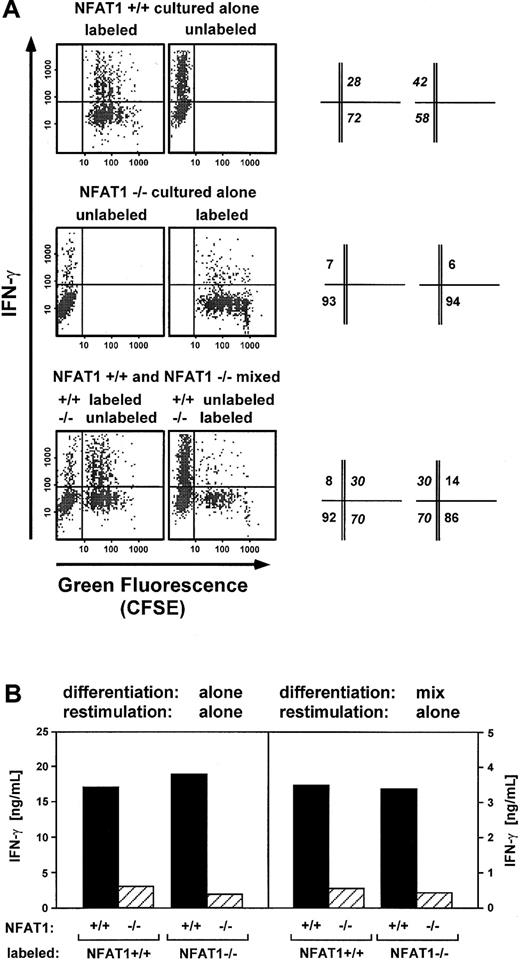 Fig. 3. NFAT1 promotes IFN-γ production through a cell-intrinsic mechanism. / Both panels show that NFAT1−/− IL-4−/− T cells produce less IFN-γ, regardless of whether or not they are mixed with NFAT1+/+ IL-4−/− T cells. (A) Intracellular staining for IFN-γ–producing cells. CD4+ T cells from NFAT1+/+ IL-4−/− and NFAT1−/− IL-4−/− mice were left unlabeled or were labeled with the fluorescent tracker dye CFSE, then differentiated by culturing them separately or as a 1:1 mixture with anti-CD3 and IL-2 for 4 days. After restimulation for 4 hours with PMA and ionomycin, IFN-γ production was analyzed at a single-cell level by intracellular cytokine staining, without further separation of the mixed-cell populations. Numbers on the right refer to the percentage of cells in each quadrant, relative to the total number of NFAT1+/+ IL-4−/− (italics) or NFAT1−/− IL-4−/− (nonitalics) cells. Note that cell division during the differentiation period can be followed over 6 to 7 generations by the decrease of CFSE fluorescence intensity. Note also that CFSE labeling does not cause significant changes in the proportion of cells expressing IFN-γ. (B) Levels of secreted IFN-γ. Cells were treated as in panel A, except that mixed populations were separated by FACS sorting immediately before they were restimulated. Twenty-four hours after restimulation, IFN-γ secreted into the supernatants was analyzed by ELISA. (left) Cells were cultured separately. Again, note that CFSE labeling does not cause significant changes in levels of IFN-γ production. (right) Cells were cultured as mixed populations and separated by sorting; the labeled populations are indicated. Note that cells in the mixed cultures, which underwent the sorting procedure, showed a considerable decrease in their levels of IFN-γ production regardless of whether they expressed or lacked NFAT1 (compare the scale of the y-axis in the left and right panels). Nevertheless, the relative decrease in IFN-γ expression by NFAT1−/− IL-4−/− versus NFAT1+/+ IL-4−/− T cells was maintained even after cell sorting (right panel).