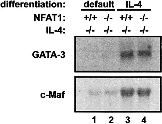 Fig. 4. Decreased production of IFN-γ by NFAT1−/− IL-4−/− T cells cannot be explained by overexpression of Maf or GATA-3. / CD4+ T cells from NFAT1+/+IL-4−/− and NFAT1−/− IL-4−/−mice were cultured for 4 days with anti-CD3 and IL-2, either under neutral conditions (lanes 1 and 2) or in the presence of 1000 U/mL IL-4 to induce Th2 differentiation (lanes 3 and 4). After harvesting the cells, total RNA was extracted, and Northern blot analysis was performed as described in “Materials and methods.” Ethidium bromide staining of the 28S bands confirmed equal loading of RNAs isolated from NFAT1−/− IL-4−/− and NFAT1+/+IL-4−/− cells (data not shown). Results of 1 of 2 identical experiments are shown.