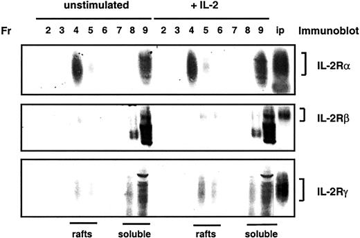 Fig. 5. IL-2Rα, but not IL-2Rβ or IL-2Rγ, is enriched in lipid rafts. / CTLL-2 cells were left untreated or were stimulated for 10 minutes with IL-2 before lysis. Lysates were subjected to discontinuous sucrose density gradient ultracentrifugation, and fractions (Fr) were collected and separated by SDS-PAGE. Localization of IL-2α, IL-2Rβ, and IL-2Rγ chains was analyzed by immunoblotting. The final lane in each blot consists of immunoprecipitations of IL-2Rα, IL-2Rβ, or IL-2Rγ chains as positive controls for immunoblotting.