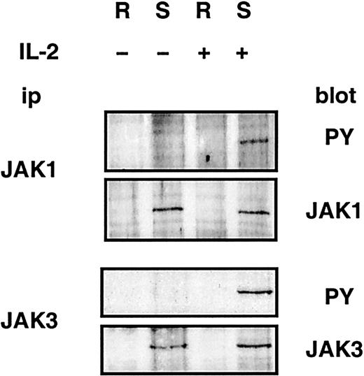 Fig. 6. JAK1 and JAK3 are localized in detergent-soluble membranes. / CTLL-2 cells were left untreated or were stimulated for 10 minutes with IL-2 before lysis and sucrose density gradient ultracentrifugation. JAK1 and JAK3 were immunoprecipitated from pooled fractions of sucrose gradients corresponding to lipid rafts (R) and soluble membranes (S). Immunoprecipitations were split in 2 and resolved by SDS-PAGE, and immunoblotting was performed using phosphotyrosine (PY)–, JAK1-, or JAK3-specific antibodies.