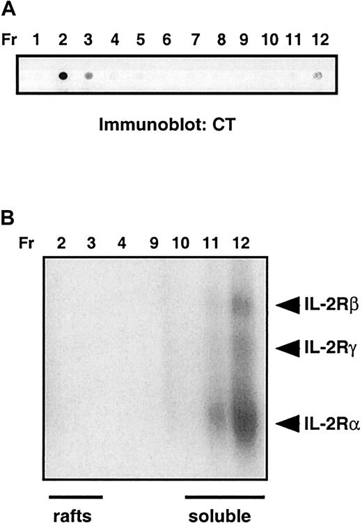 Fig. 7. The heterotrimeric receptor complex composed of IL-2 bound to IL-2Rα, IL-2Rβ, and IL-2Rγ is detected in detergent-soluble membranes. / (A) CTLL-2 cells were incubated with 125I-labeled IL-2, and bound IL-2 was cross-linked to cell-surface proteins. After lysis, sucrose density gradient ultracentrifugation was performed. Fractionation (Fr) into lipid rafts and soluble membranes was determined by immunoblotting for GM1. (B) Proteins in fractions corresponding to lipid rafts and soluble membranes were resolved by SDS-PAGE, and proteins cross-linked to 125I-labeled–IL-2 were visualized by autoradiography. Bands corresponding to125I–IL-2 cross-linked to IL-2Rα, IL-2Rβ, and IL-2Rγ are indicated.