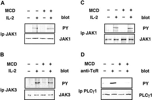 Fig. 8. Disruption of lipid raft integrity does not affect IL-2–induced tyrosine phosphorylation of JAK1 and JAK3. / (A-B) CTLL-2 cells were left untreated or were incubated with 10 mM MCD before stimulation with IL-2. JAK1 and JAK3 were immunoprecipitated from postnuclear lysates. Immunoprecipitations were split in 2 and resolved by SDS-PAGE, and immunoblotting was performed using phosphotyrosine (PY)–, JAK1-, or JAK3-specific antibodies. (C-D) 2.10 cells were left untreated or were incubated with 10 mM MCD. (C) Cells were stimulated with IL-2, and JAK1 immunoprecipitated from postnuclear lysates was immunoblotted using anti-PY or anti-JAK1. (D) Cells were stimulated with anti-TCR, and PLCγ1 immunoprecipitated from postnuclear lysates was immunoblotted using anti-PY or anti-PLCγ1.
