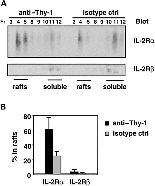 Fig. 9. The proportion of IL-2Rα in lipid rafts is increased in cells cultured in the presence of immobilized anti–Thy-1. / (A) CTLL-2 cells were cultured in the presence of immobilized anti–Thy-1 or an isotype-matched control (ctrl) mAb before lysis and sucrose density gradient ultracentrifugation. The localization of IL-2Rα and IL-2Rβ chains was assessed by immunoblotting the fractions of the sucrose gradients corresponding to lipid rafts and soluble membranes. (B) The proportion of IL-2Rα and IL-2Rβ in lipid rafts and soluble membranes was quantified by scanning densitometry. Data shown are represented as the percentages of the total IL-2Rα or IL-2Rβ localized in lipid rafts and are the averages from 3 independent experiments.