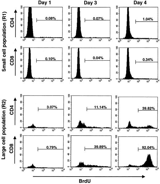 Fig. 2. Spontaneous proliferation of CD4+ cells and CD8+ cells. / In vitro proliferation of CD4+ and CD8+ cells, measured by incorporation of BrdU, is shown for a representative patient with HAM/TSP (HAM-4). The data are representative of 4 patients with HAM/TSP tested in the same way. Histograms demonstrate that both CD4+ and CD8+ cells that were gated by small cell population (R1) or large cell population (R2) incorporated BrdU. Few cells in R1 were labeled with BrdU during culture. Both CD4+ and CD8+ cells in R2 showed BrdU as being positive during culture. And a larger percentage of CD8+cells proliferated than did CD4+ cells. The number in each histogram represents the percentage of BrdU-positive cells.