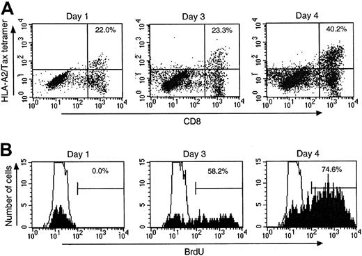 Fig. 4. Proliferation of Tax-specific CD8+ cells in HAM/TSP in vitro. / (A) Tax-specific CD8+ cells of HAM-4 were identified and quantified, using an HLA-A*0201/Tax tetramer. Dot plots gated on the large cell population (R2) are presented. Percentage of HTLV-I Tax-specific CD8+ cells was increased in culture, as indicated in the upper-right quadrants. The number indicates the percentage of Tax-specific CD8+ cells in R2 per total CD8+ cells in R2. (B) Gating on Tax-specific CD8+ cells allowed measurement of proliferation. Numbers indicate the percentage of Tax-specific CD8+ cells that incorporated BrdU. These cells showed a very high rate of proliferation in vitro.