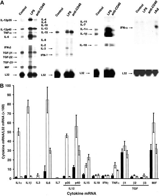 Fig. 6. Comparative RPA analysis of cytokine mRNA expression of BM DCs terminally differentiated by LPS or CD40 ligation. / (A) Comparison of cytokine mRNA expression in FACS-sorted CD86+ BM DCs (control) and DCs terminally differentiated with LPS or anti-CD40 IgM mAb. Expression of IFN-α mRNA was also investigated in CD86+ BM DCs infected with a rAd encoding no transgene (MOI = 100) used as positive control. mRNA was analyzed by RPA. DCs treated with irrelevant IgM exhibited a pattern similar to that of the control group (not shown). Data are from a single experiment representative of 3 separate experiments. (B) Quantitative analysis of mRNA cytokine gene expression. Densitometric analysis of each lane was performed on scanned autoradiographs, and all values are expressed relative to corresponding housekeeping gene transcripts (L32). ▪, control DC; ■, DC + LPS; ░, DC + anti-CD40. Densitometric values (means ± 1 SD) were pooled from 3 separate experiments.