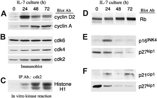 Fig. 3. IL-7 mediates up-regulation of cyclins and activates cyclin-dependent kinases due to down-regulation of cyclin dependent kinase inhibitor p27kip1 in T-ALL cells. / (A,B) T-ALL cells were cultured with IL-7 for the indicated time intervals, lysates were analyzed by SDS-PAGE and immunoblotted with an antibody specific for cyclin D2. Blots were stripped and reprobed sequentially with antibodies specific for cyclin A, cdk6, cdk4, and cdk2. Representative results from 1 among 4 patients studied are shown. (C) From the same samples immunoprecipitations were performed with anti-cdk2–specific antiserum agarose conjugate and in vitro kinase reactions were done by using Histone H1 as exogenous substrate. Reactions were analyzed by 10% SDS-PAGE, transferred to PVDF membrane and exposed to x-ray film. (D) Lysates from the same samples were analyzed by 6% SDS-PAGE, transferred on nitrocellulose membrane, and immunoblotted with mAb specific for Rb. (E,F) Samples from 2 individual patients were cultured for various time intervals in the presence of IL-7 and examined for the expression of p16INK4, p21cip1, and p27kip1 by immunoblot. Representative results from 2 among 6 patients studied are shown.