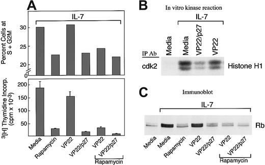 Fig. 4. Effects of rapamycin and p27kip1. / (A) Rapamycin and forced expression of p27kip1 by VP22/p27kip1 fusion protein prevent IL-7–mediated increase of T-ALL cells in the S+G2M phase and DNA synthesis. T-ALL cells were cultured with IL-7 either alone or in the presence of rapamycin, VP22/p27kip1 fusion protein, VP22 control protein, or the indicated combinations. Cultures were examined for percentage of cells at the S+G2M phases of the cell cycle and for DNA synthesis by thymidine incorporation as described in Materials and methods. Representative results from 1 among 3 patients studied are shown. (B) VP22/p27kip1 prevents IL-7–mediated activation of cdk2. T-ALL cells were cultured for 72 hours under the indicated conditions, and activation of cdk2 was determined in cell lysates by in vitro kinase reactions by using Histone H1 as exogenous substrate. Reactions were analyzed by SDS-PAGE, transferred to PVDF membrane, and exposed to x-ray film. (C) Rapamycin, VP22/p27kip1, and their combination prevent IL-7–mediated phosphorylation of Rb. T-ALL cells were cultured for 72 hours under the indicated conditions, analyzed by 6% SDS-PAGE, transferred on nitrocellulose membrane, and immunoblotted with mAb specific for Rb.