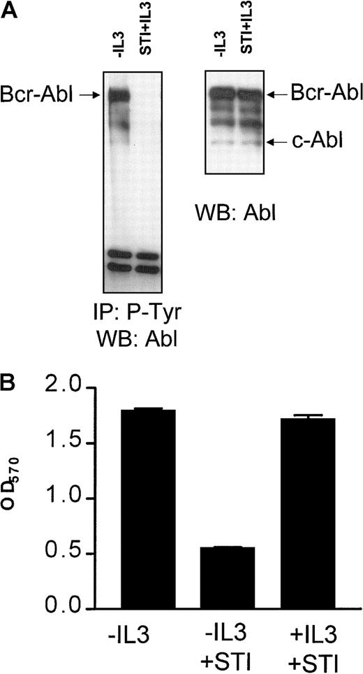 Fig. 1. STI571 completely inhibits Bcr-Abl autophosphorylation and leads to a growth factor-dependent proliferation of Bcr-Abl+ cells. / (A) Immunoprecipitation of tyrosine phosphorylated proteins in Bcr-Abl–expressing BaF3p185 cells with (first lanes) or without STI571+IL-3 (second lanes). Precipitates (left panel) or complete lysates (right panel) were separated in a 7.5% SDS-polyacrylamide gel electrophoresis. Immunoblot was performed by using a monoclonal Abl antibody. (B) Cells were plated into 96-well plates at 1 × 104/well. The viable cells in each well were assayed to their ability to transform MTT into a purple formazan. The absorbance of the samples was measured in an ELISA immunosorbent assay reader at 570 nm. Data shown are representative for 3 independent examinations. Values are means ± SD of triplicates.