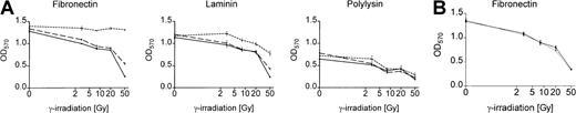 Fig. 2. Bcr-Abl kinase-active BaF3p185 cells adherent to fibronectin exhibit a significant survival advantage following γ-irradiation. / (A) Bcr-Abl+ cells with (dashed line) or without (dotted line) STI571+IL-3 and Bcr-Abl− BaF3 cells (solid line) adherent to fibronectin, laminin, or polylysin were γ-irradiated with indicated dosages. After a growing period of 17 hours, nonadherent cells were removed and survival of adherent cells was measured by using MTT survival assay. The absorbance of the samples was analyzed in an ELISA reader at 570 nm. Data shown are representative for 3 independent experiments. Values are means ± SD of triplicates. (B) Viability of Bcr-Abl− BaF3 cells adherent to fibronectin 17 hours after irradiation with 3, 8, 20, or 50 Gy. Data shown are representative for 3 independent examinations. Values are means ± SD of triplicates.