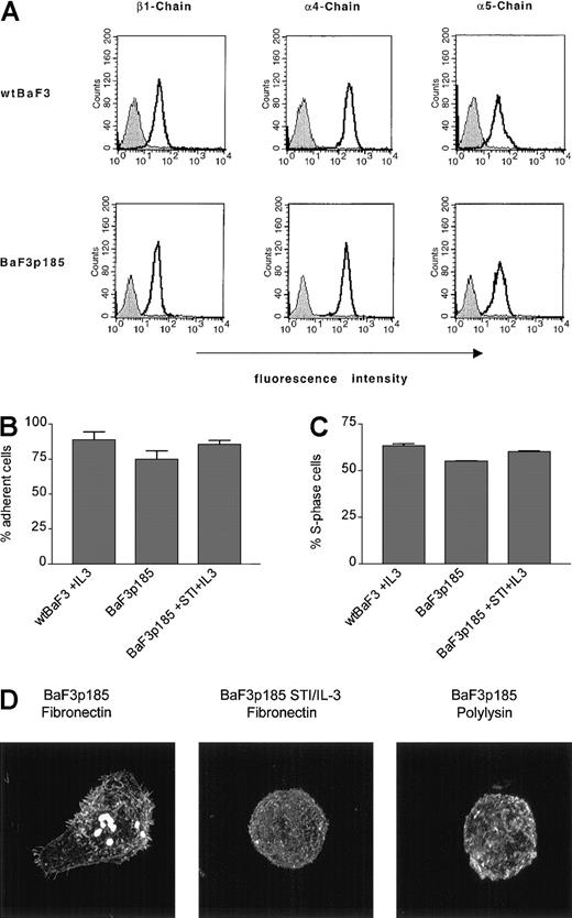 Fig. 6. Effects of fibronectin binding in BaF3 cells expressing kinase active Bcr-Abl. / (A) Expression of β1, α4, and α5 integrin chains in wt andbcr-abl–transfected BaF3 cells were analyzed by flow cytometry. Bcr-Abl+ and Bcr-Abl− BaF3 cells were stained with an isotype control antibody (filled curves) or with monoclonal antibodies directed against β1, α4, and α5 integrin subunits (solid lines). (B) Adhesion of Bcr-Abl+ and Bcr-Abl− cells to fibronectin. Wild-type BaF3 cells supplemented with IL-3 and Bcr-Abl+ BaF3p185 cells in the absence or presence of STI571/IL-3 were cultured for 17 hours on immobilized fibronectin. Numbers of cells in suspension and adherent cells were determined by using a hemocytometer. Values reflect the mean ± SEM of 3 independent examinations. (C) Percentage of S-phase in adherent cells grown on immobilized fibronectin. Cell cycle analysis of adherent Bcr-Abl+ cells with or without STI571+IL-3 and wtBaF3 cells grown on fibronectin was determined by propidium iodide staining and FACScan. Values reflect the mean ± SEM of 3 independent examinations. (D) Differences in actin staining of Bcr-Abl–transformed BaF3 cells with or without STI571/IL-3 grown on fibronectin or polylysin. Adherent cells were fixed and stained for F-actin by using rhodamine-labeled phalloidin.