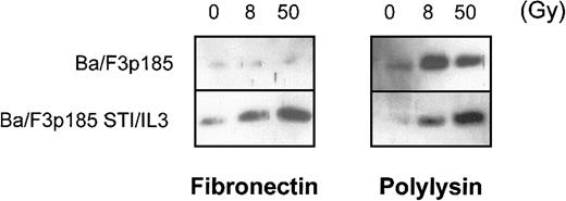 Fig. 7. Bcr-Abl+ cells adherent to fibronectin do not accumulate cytochrome c in the cytoplasm following γ-irradiation. / Bcr-Abl+ BaF3p185 were cultured in the presence or absence of STI571/IL-3 overnight in serum-free medium on fibronectin or polylysin. Nonadherent cells were removed, selectively adherent cells were γ-irradiated with 0, 8, or 50 Gy as indicated. After a growing period of 17 hours, Western blot analysis of cytochrome c in the cytoplasmic fraction (5 μg/lane) was performed.