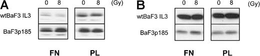 Fig. 8. Adhesion to fibronectin has no effect on Bcl-XL or Bcl-2 protein expression. / Bcr-Abl+ and Bcr-Abl− BaF3 cells adherent to fibronectin or polylysin were γ-irradiated with 0 Gy or 8 Gy. After a 17-hour incubation, cells were washed and lysed in lysis buffer, and 50 μg/lane was subjected to immunblot analysis by using anti–Bcl-XL antibody (A) or anti–Bcl-2 antibody (B).