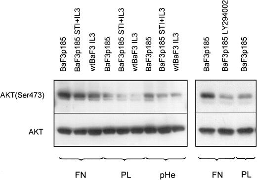 Fig. 10. AKT is hyperphosphorylated in BaF3p185 cells adherent to fibronectin. / Bcr-Abl− BaF3 cells with IL-3 and Bcr-Abl+BaF3p185 cells with or without STI571/IL-3 were cultured in serum-free RPMI medium for 4 hours in the presence or absence of 5 μM LY294002. Cells were then plated onto fibronectin (FN)-, polylysin (PL)-, or polyHEMA (pHe)-coated dishes with or without inhibitor and incubated for 45 minutes in serum-free RPMI at 37°C. Lysates were prepared from adherent cells and analyzed by Western blotting by using antiphospho-AKT or anti-AKT.