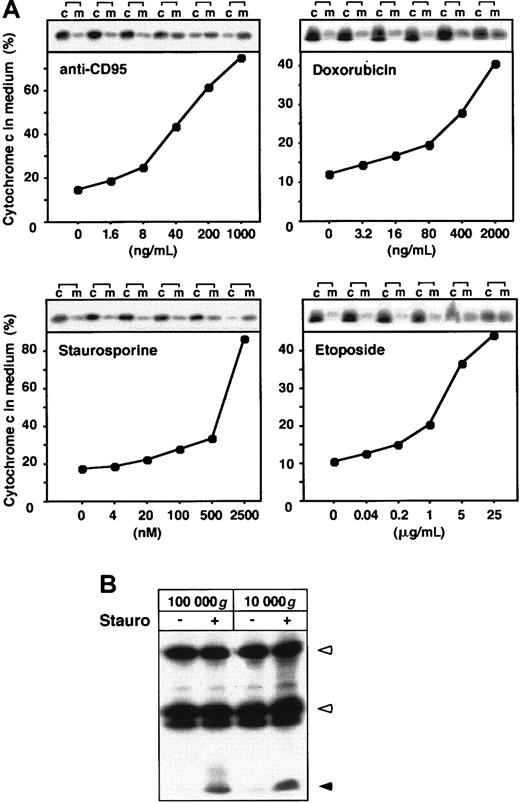 Fig. 1. Various apoptotic stimuli lead to the extracellular release of cytochrome c. / (A) Jurkat cells (5 × 106) were cultured in growth medium and either left untreated or stimulated for 15 hours with the indicated concentrations of anti-CD95 mAb and staurosporine or for 24 hours with the indicated concentrations etoposide or doxorubicin. Cytochrome c was precipitated from the culture medium (m) and the cellular extracts (c) with antibodies against the native molecule. The immunoprecipitated material was separated by SDS-PAGE and analyzed by immunoblotting. The quantity of cytochrome c was then determined by densitometric analysis. The graphs display the amount of cytochrome c in the culture medium relative to the total content of cytochrome c present in medium and cells. (B) Cytochrome c is released from cells as a soluble protein. Supernatants of Jurkat cells treated for 15 hours with staurosporine were centrifuged for 30 minutes at 10 000g or 100 000g and immunoblotted as described above. Open arrowheads indicate heavy chain and light chain of anticytochrome c antibody; closed arrowhead indicates cytochrome c.