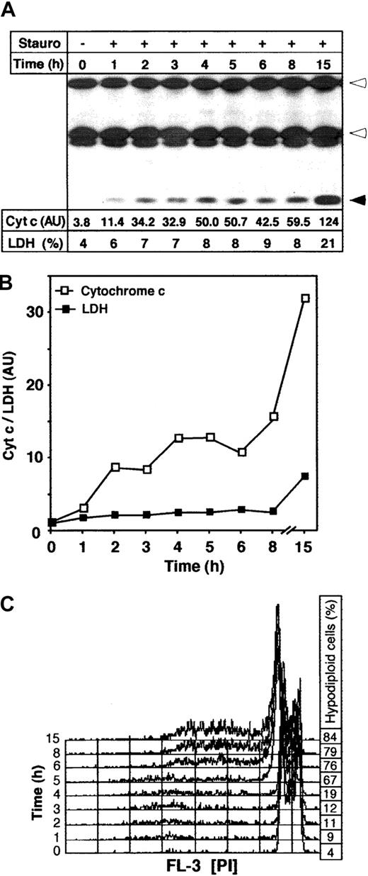 Fig. 2. Time course of cytochrome c release on apoptosis induction. / Jurkat cells (1 × 106) were incubated with medium or staurosporine (Stauro, 2.5 μM) and harvested after the indicated time points. (A) Release of cytochrome c was determined by immunoprecipitation of the medium fractions and subsequent immunoblotting. Heavy and light chains of anticytochrome c antibody and cytochrome c are indicated by open and closed arrowheads, respectively. The LDH activity in the supernatant of apoptotic cells represents the percentage of total LDH activity in each sample. The cytochrome c content in the supernatant indicates the absolute densitometric values. (B) Relative kinetics of release of cytochrome c and LDH activity. To visualize the relative quantities of cytochrome c and LDH activity in the culture medium, the absolute densitometric values of cytochrome c and the percentage of released LDH from Figure 1A were divided by the control values (0 hours). (C) Apoptosis induction by staurosporine was assessed by flow cytometry. The histograms show measurements of hypodiploid DNA formation. The percentage of apoptotic hypodiploid cells is shown on the right.