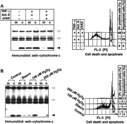 Fig. 3. Cytochrome c release is an apoptosis-specific process. / Cytochrome c is not released during necrotic cell death in mouse L929 fibroblasts. L929 cells (3 × 106) were incubated with medium or with TNF-α (10 ng/mL) plus actinomycin D (Act D, 1 μg/mL) in the absence or presence of the caspase inhibitor zVAD-fmk (100 μM) for 8 hours. (B) Cytochrome c is not released during necrotic cell death in human Jurkat cells. Cells (1 × 106) were cultured in normal growth medium (Control), or in the presence of staurosporine (Stauro, 2.5 μM) or the indicated concentrations of H2O2 for 18 hours. The release of cytochrome c was determined by immunoprecipitation of culture medium (m) and corresponding cellular extracts (c) and subsequent immunoblotting. Heavy and light chains of the anticytochrome c antibody and cytochrome c are indicated by open and closed arrowheads, respectively. Cell death was measured by propidium iodide uptake and apoptosis by flow cytometric detection of hypodiploid nuclei. The SDs were less than 9%.