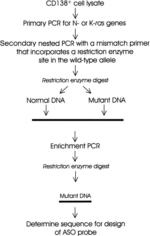 Fig. 1. Schematic representation of the PCR-RFLP and enrichment PCR strategy for the detection of mutations in N-ras and K-ras genes.