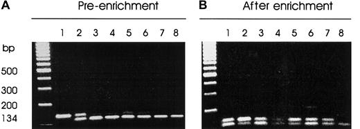 Fig. 2. Screening for N-ras codon 61 mutations by mismatch PCR-RFLP. / MscI restriction enzyme digests of PCR-DNA resolved on 3% metaphor agarose gel containing ethidium bromide. PCR products harboring codon 61 of the N-ras gene were generated by nested PCR of CD138+-enriched cell lysate DNA. The mutant allele is resistant to enzyme digest. (A) Pre-enrichment: lane 1, uncut PCR-DNA; lane 2, HL60 DNA-positive control; lanes 3 to 7, representative patient samples; lane 8, normal DNA. (B) After-enrichment PCR: lane 1, an aliquot of the enzyme digest product of HL60 PCR-DNA from panel A; lane 2, HL60 PCR-DNA showing enrichment of the mutant allele; lanes 3 to 7, patient samples; lane 8, normal DNA.