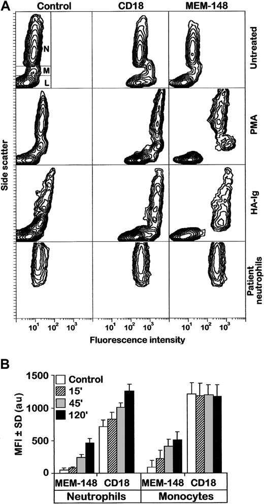 Fig. 1. Activation of monocytes and neutrophils is accompanied by expression of a unique CD18 epitope recognized by mAb MEM-148. / (A) PBLs were left either untreated or treated with PMA or HA-Ig for 2 hours, stained by MEM-148, and analyzed by flow cytometry. As controls, an irrelevant IgG1 mAb (Control) and a standard CD18 mAb MEM-48 (CD18) were used. The results are expressed as standard side scatter (y-axis) versus logarithmic fluorescence intensity (x-axis) contour plots. The gates corresponding to neutrophils (N), monocytes (M), and lymphocytes (L) are shown in the first plot (top, left). The bottom panel shows staining of untreated neutrophils isolated from urine of a patient following prostatectomy. (B) Purified monocytes and neutrophils were activated with PMA and at different time points stained with MEM-148 or standard CD18 mAb (MEM-48). Results from 3 experiments are represented as mean fluorescence intensity (MFI) ± SD values (arbitrary units) calculated from geometric means of fluorescence intensity after subtraction of irrelevant isotype control.