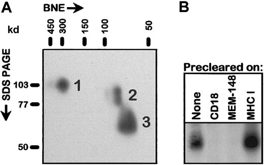 Fig. 3. The 65- to 70-kd molecule is a free fragment of CD18 unassociated with CD11 chains. / (A) PMA-activated PBLs were lysed in 1% n-dodecyl β-d-maltoside and subjected to BNE followed by the second-dimension SDS-PAGE, electroblotting, and immunoperoxidase detection with a standard CD18 mAb MEM-48. The numbered spots correspond to (1) CD18 molecules present in the noncovalent integrin heterodimers, (2) free intracellular precursor forms of CD18 described earlier,15 and (3) free 65- to 70-kd CD18 fragment. It should be noted that under the conditions of BNE the noncovalent integrin heterodimeric complexes are preserved. Positions of molecular weight standards in both dimensions are indicated. (B) Detergent lysates of PMA-activated PBLs were passed through immunosorbents based on immobilized mAbs to the indicated antigens: CD18 (MEM-48), MEM-148, MHC class I (MEM-135; negative control), and the unbound fractions or whole cell lysate (None) were subjected to SDS-PAGE and Western blotting using MEM-148; only the relevant 50- to 80-kd region of the blot is shown.