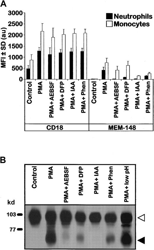 Fig. 4. Expression of the activation-induced CD18 fragment is suppressed by protease inhibitors. / (A) PBLs (as shown in Figure 1) were first preincubated with the indicated protease inhibitors, then activated with PMA, stained with MEM-148 or standard CD18 mAb (MEM-48), and analyzed by flow cytometry. Results from 3 experiments are represented as MFI ± SD values (arbitrary units) calculated from geometric means of fluorescence intensity for gated neutrophils and monocytes after subtraction of irrelevant isotype control. Other protease inhibitors tested (TLCK, TPCK, aprotinin, PMSF, bestatin, EDTA, or EGTA) showed less than 10% inhibition as detected by flow cytometry; actually, further increase of the MEM-148 epitope was observed when the PMA treatment was performed in the presence of 5 mM EDTA or EGTA (not shown). (B) Detergent lysates of the cells treated with the indicated protease inhibitors and PMA (as in panel A) were analyzed by SDS-PAGE and immunoblotting (staining with CD18 mAb MEM-48). The last lane shows PBLs treated with PMA for 2 hours and then exposed for 2 minutes at 0°C to pH 3.5 to wash away any noncovalently associated and nonmembrane-anchored protein fragments. Control low pH sensitive protein β2-microglobulin was fully dissociated from the cell surface under these experimental conditions (not shown). Open and closed arrowheads indicate the zones corresponding to the uncleaved CD18 and the fragment, respectively.