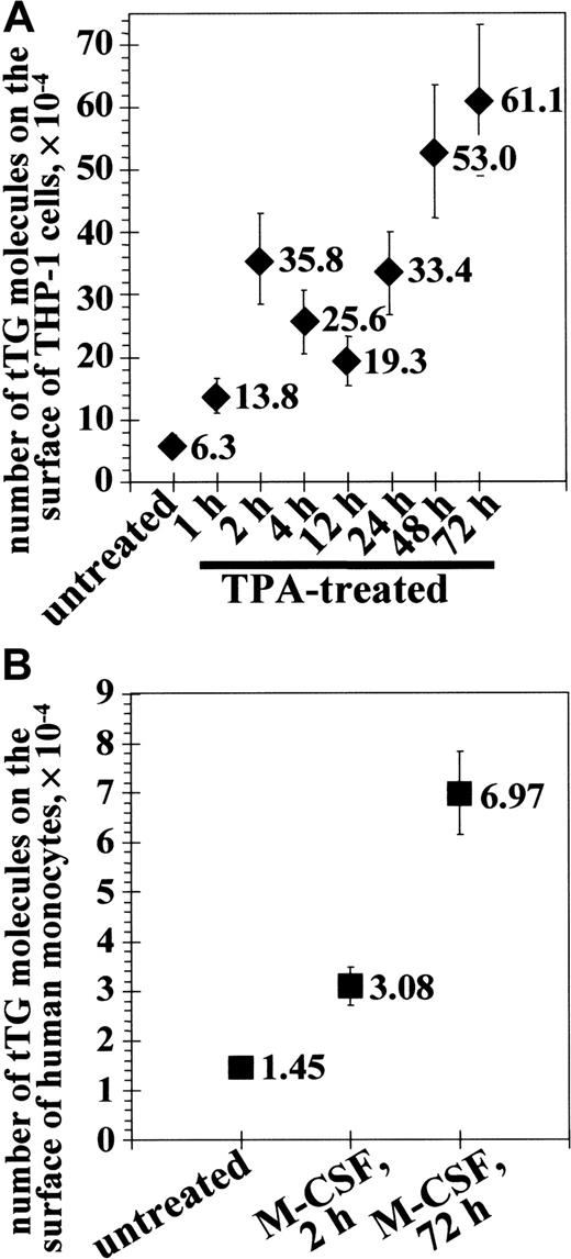 Fig. 2. Differentiation significantly increases the number of tTG molecules expressed on the surface of THP-1 monocytic cells and human peripheral blood monocytes. / THP-1-cells (A) or peripheral blood monocytes (B) were kept in suspension without treatment or plated on Fn and stimulated with 150 ng/mL TPA (A) or 5 ng/mL M-CSF (B) for indicated time periods. Cells (2 × 105) were incubated in suspension for 45 minutes at 4°C with 10 μg/mL 125I-labeled mAb 4G3 against tTG. The amounts of 125I-labeled mAb 4G3 bound to cell surfaces were determined in a gamma counter. The numbers of cell surface tTG molecules on THP-1 cells and human monocytes were determined by subtracting nonspecific binding in the presence of excess unlabeled mAb 4G3. Shown are the means of 3 separate experiments performed in duplicate.