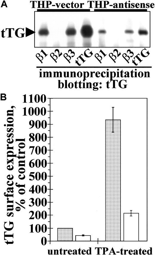 Fig. 4. Expression of antisense tTG construct in THP-1 cells reduces tTG content, association of tTG with integrins, and tTG expression on the cell surface. / THP-1 cells were transfected with pcDNA 3.1 vector alone or with the same vector containing a 1.1-kb antisense tTG construct,46to generate stable populations of THP-vector and THP-antisense transfectants. (A) The β1-, β2-, and β3-integrins and tTG were immunoprecipitated from 1 mg RIPA cell lysates of TPA-treated transfectants. The amounts of tTG in the immunoprecipitates were determined by SDS-PAGE followed by immunoblotting with anti-tTG mAb TG100. Arrowhead points to tTG bands. Note a reduction of the tTG content and the amounts of tTG complexed with β1-integrins and β3-integrins, in the THP-antisense transfectants. (B) The levels of cell surface tTG were determined by staining of live nonpermeabilized untreated and TPA-treated transfectants with polyclonal anti-tTG antibody, followed by fluorescein-conjugated anti–rabbit IgG and flow cytometry. The amounts of surface tTG were compared to that of untreated THP-vector cells, which was taken as 100%. ░, THP-vector; ■, THP-antisense. Shown are the means of triplicate determinations.