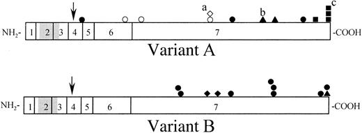 Fig. 2. Schematic representation of single missense amino acid substitutions in A and B glycosyltransferases associated with decreased expression of A and B antigens, respectively. / The 2 horizontal bars represent 20 of the variant A (upper) and B (lower) glycosyltransferases in Tables 5 and 6 with the addition of 4 A2 transferases.49 CisAB andB(A) alleles were not included. Vertical lines separate regions coded for by different exons (numbered 1-7) in theABO gene. The putative transmembrane domain (amino acid 15-39 of the glycosyltransferase) is shown in gray.5 The arrows indicate the stem region susceptible to proteolytic cleavage for generation of soluble enzyme. All amino acid changes published to date are shown as geometric symbols above the bars (except for P156L, which does not affect glycosyltransferase activity). Filled symbols represent substitutions involving a charged amino acid and open symbols involve noncharged residues. Different ABO phenotypes are represented by the symbols as follows: ▪ and ■, A2; ▴, A3/B3; ● and ○, Ax, Aw/Bw; ♦ and ⋄, Ael/Bel. The Ax alleles other than Ax-1 (hybridsAx-2 to Ax-5 andAx-6 with a nonsense mutation at nt 996, Table5) have been excluded from this figure, as has the frame-shiftingAel-1 allele. Three alleles each having 2 mutations resulting in amino acid changes were included: a, this diamond represents Ael-2 that also has the neutral P156L change; b, this triangle represents a V277M substitution in A3-2 that also has the common A2-related mutation (1060C−); c, one of the 3 squares represents the common A2-1 allele (a nonsense, not missense, mutation).